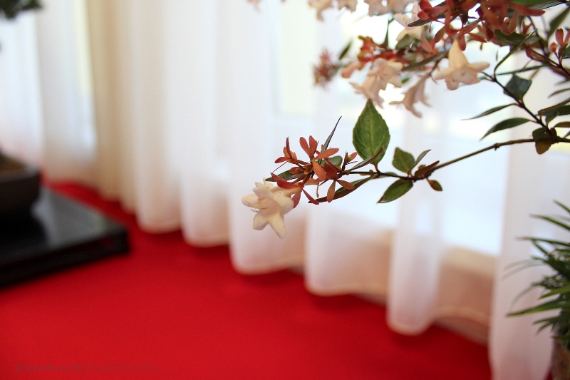 bonsai kiallitas a szegedi botanikus kertben a lotusznapokon